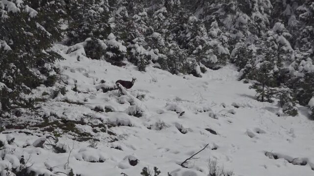 Zoom-out from a chamois standing still, revealing its habitat, the snow-covered mountains in the Alps of Austria