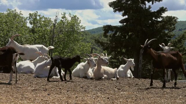View of a herd of white and black goats resting on the dry ground in a sunny field surrounded by trees in Tuscany, Italy.