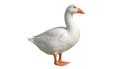White domestic goose with orange beak and legs, isolated on transparent background © Ozols