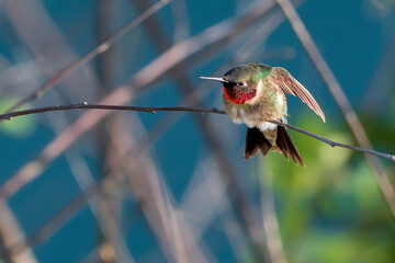 Fototapeta premium Ruby-throated Hummingbird Preening
