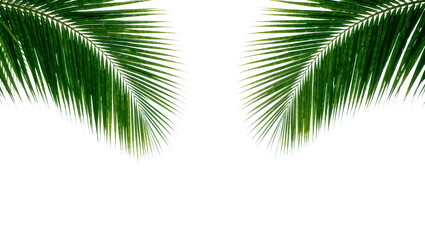 Two lush green palm fronds, isolated on transparent background © Ozols