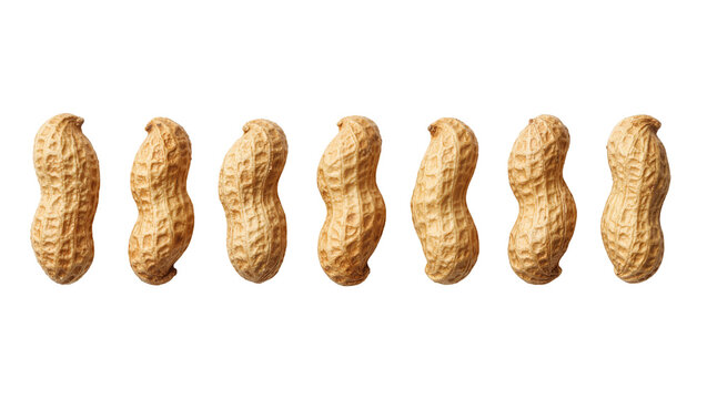 Row of six unshelled peanuts, isolated on transparent background