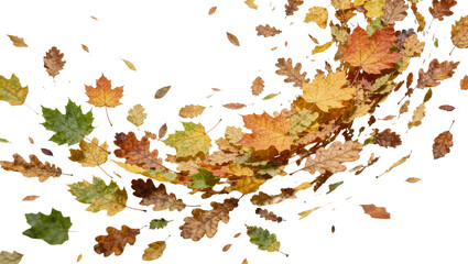 Swirling autumn leaves in various colors, isolated on transparent background © Ozols