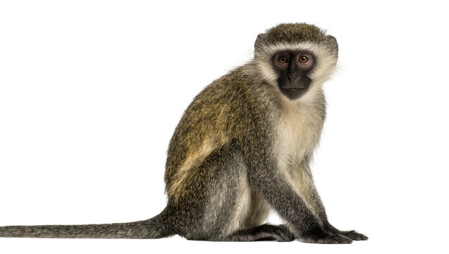 Green monkey sitting looking forward, isolated on transparent background