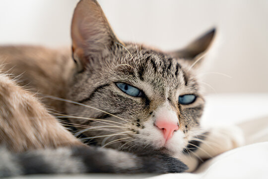Front view of a adult Lynx point siemaese cat with blue eyes, relaxing on a white bed in a white room and looking at camera