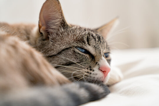 Front view of a adult Lynx point siemaese cat, sleeping on a white bed in a white room.