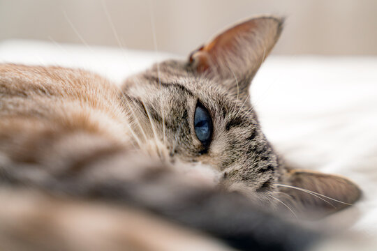 Front view of a adult Lynx point siemaese cat with blue eyes, relaxing on a white bed in a white room and looking at camera