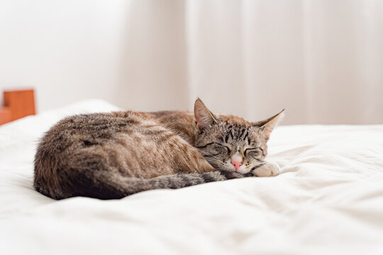 Front view of a adult Lynx point siemaese cat, sleeping on a white bed in a white room.