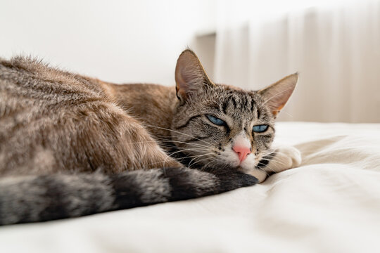 Front view of a adult Lynx point siemaese cat, sleeping on a white bed in a white room.