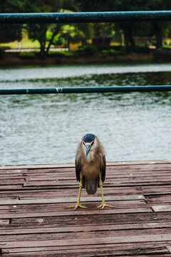 Soco Standing on the Wooden Pier