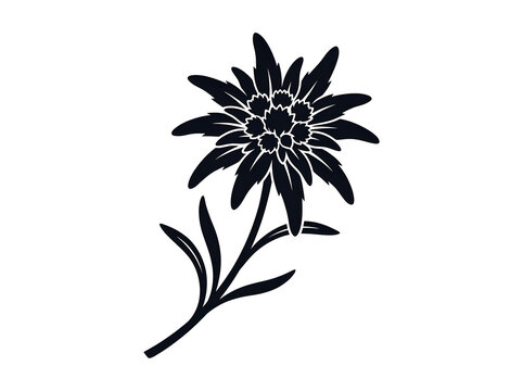 Elegant Black Edelweiss Flower Silhouette Vector Illustration Featuring Alpine Botanical Nature Design for Minimalist Floral Graphic Art