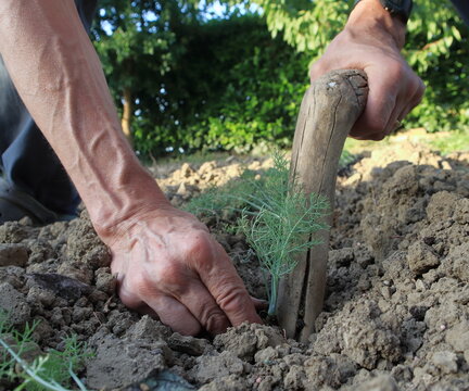 Giardinaggio, trapianto manuale di una piantina di finocchio nell'orto con uso di un piantatoio in legno per fare buco nel tereno,  mani di un uomo che piantano il finocchio 