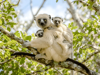 Fototapeta premium Sifaka lemur with her two babies in a tree