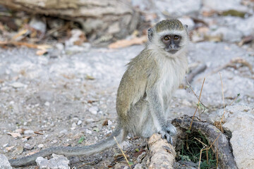 Vervet monkey foraging for food on the banks of the Chobe River, Africa © Cynthia