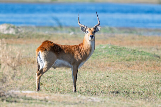 Red lechwe standing and looking at camera with water behind, Okavango Delta