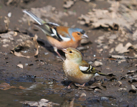 Pair of common chaffinches (Fringilla coelebs) drinking from a forest stream in autumn
