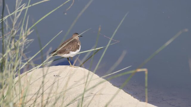 Chevalier solitaire sur une roche, Qu&eacute;bec, Canada.	