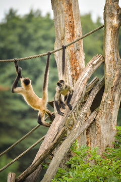 A spider monkey climbing on wooden structures and ropes, showing its agility and long tail. The moment captures natural animal behavior in an outdoor environment.