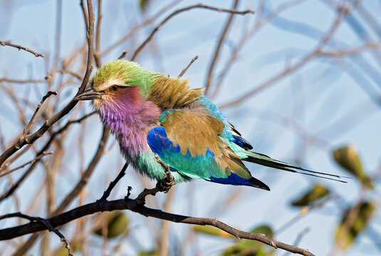 Lilac‑breasted roller perched on branch in Kalahari, Africa