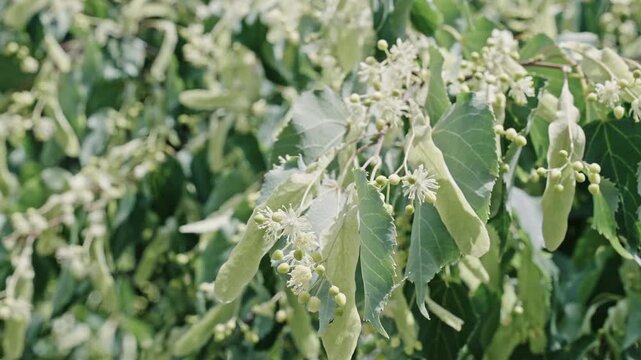 Natural tree plant. Flora nature. Aromatic blooming linden in nature, 4k. Linden tree bloom. Flowering nature closeup. Macro of flowering linden tree. Blossoming season