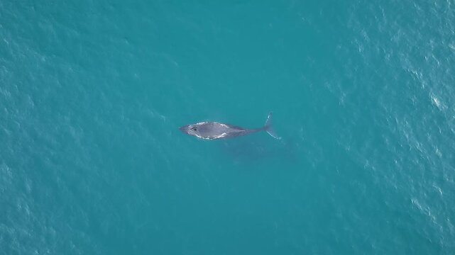 Humpback whale migration off the Australian coast, aerial drone footage