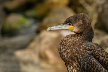 Cormorant portrait on the blurred background   Portret kormorana na rozmytym tle © Adrian White