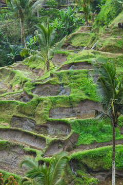 Traditional Subak Irrigation System Flowing Across Stepped Tegallalang Rice Terraces in Ubud Bali Indonesia