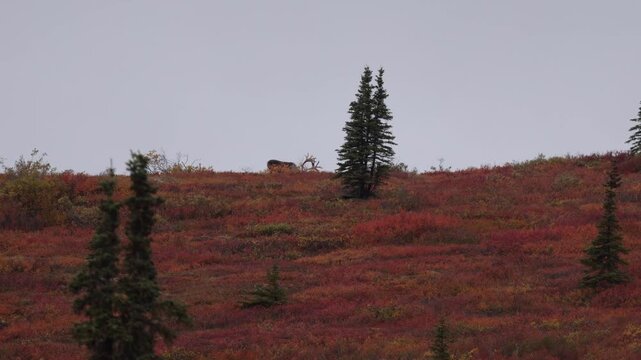 View of a caribou with large antlers standing on the vibrant red and orange tundra of Denali National Park and Preserve in Alaska, United States.