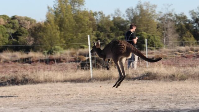View of a kangaroo hopping through the park on Heirisson Island with people in the background in East Perth, Western Australia, Australia.