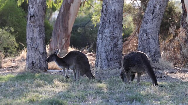 View of two kangaroos grazing on grass in a wooded area with eucalyptus trees on Heirisson Island in East Perth, Western Australia, Australia.