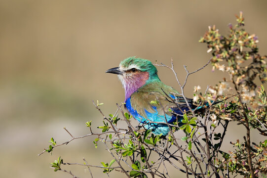 Lilac‑breasted roller perched on branch in Kalahari, Africa