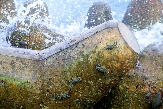 Crabs crawling on concrete wave breakers by the sea.