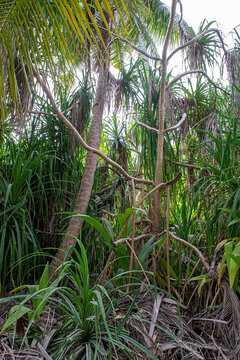 Maldives. Tall coconut palm trees in the tropical jungle.