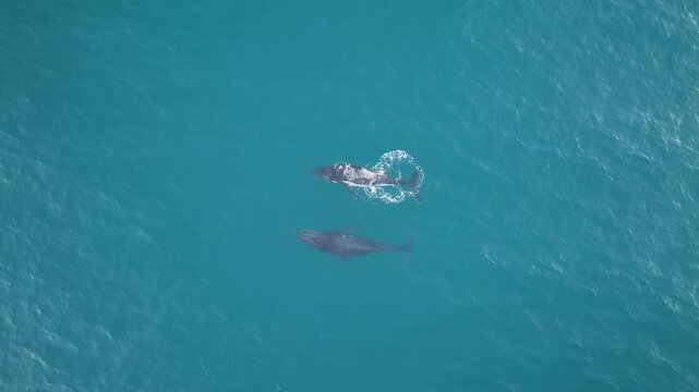 Humpback whales swimming along the Australian east coast, aerial drone footage