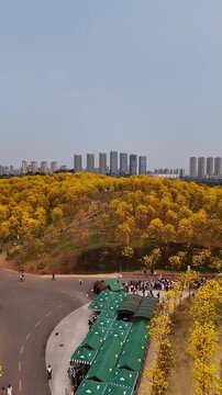 Vertical Video: Seasonal golden trumpet flowers blooming in the park with Nanning city skyline beyond