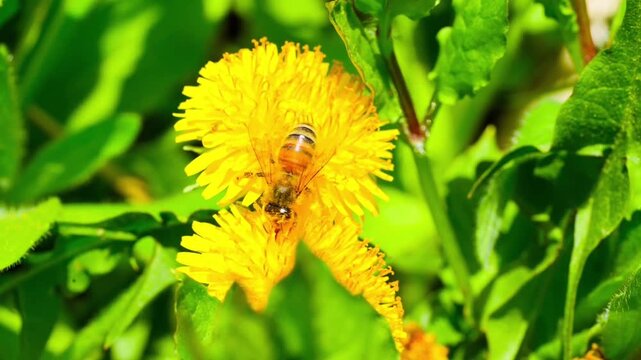 Macro. The honey bee collects pollen from a dandelion flower. Collects nectar