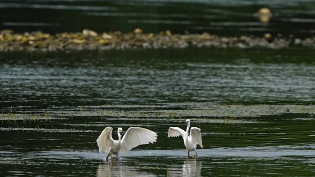 Little Egret Chased Away as Parent Approaches to Protect Young 4K