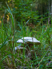 mushrooms in the grass © Mariia RUMEX