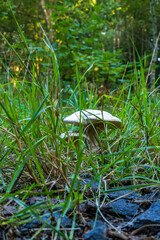 mushroom in the grass © Mariia RUMEX