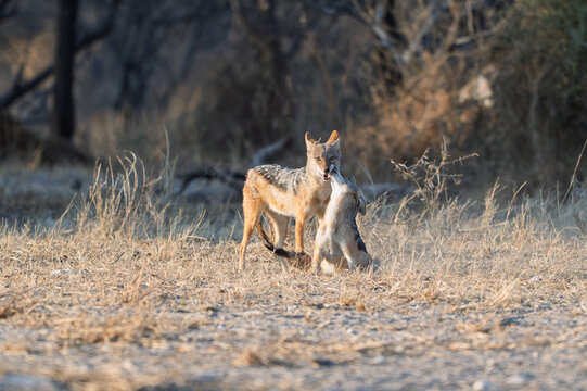 Black backed jackal pair playing in the Kalahari