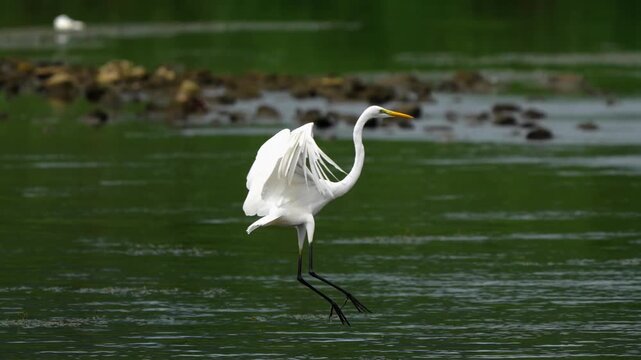 Great Egret Flying Side to Side and Catching Fish in River 4K