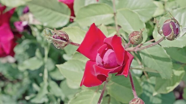 Natural flower rose. Flora nature. Bright blooming flower in nature. Rose flower. Flowering nature closeup. Macro flowering rose plant. Red flower. Vibrant blooms