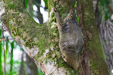 Fototapeta premium Camouflaged flying lemur in slumber, in Borneo.
