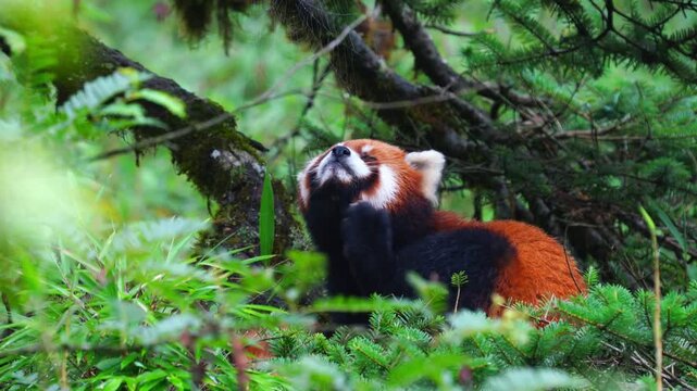 Red Panda Scratching Its Neck Among Dense Vegetation