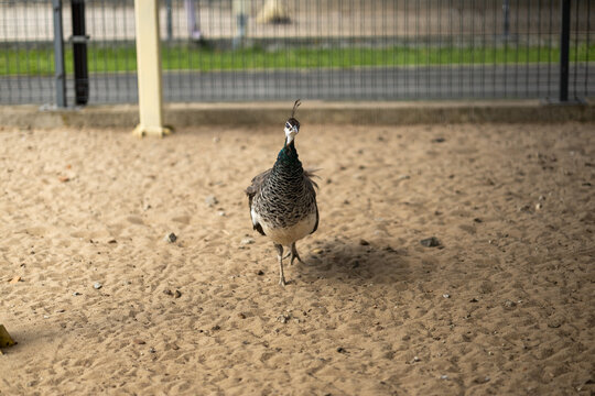 Guineafowl bird standing on sandy ground in a zoo enclosure