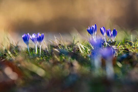 Purple spring crocus (Crocus vernus) flowers blooming in soft light on a green lawn in early spring in Latvia.