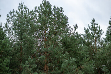 Tall green pine trees branches against a cloudy overcast sky in dense forest © Владислав Легір