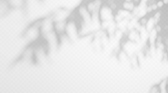 Tree branch with leaves shadow overlay gobo effect on a white background. Abstract soft foliage silhouette .
