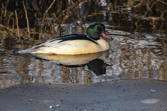 Male common merganser (Mergus merganser) swimming near ice in early spring. Detailed wildlife portrait featuring dark green head, hooked red bill, and water reflection.