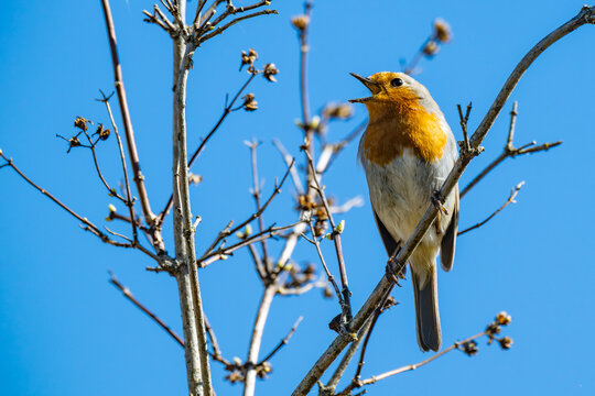 European robin (Erithacus rubecula) singing perched on a tree branch against a clear blue sky in early spring. Beautiful wildlife songbird portrait.